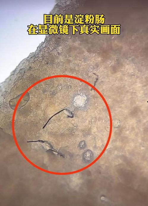 淀粉肠最新爆料图片,揭秘网红美食背后的真相 第2张 淀粉肠最新爆料图片,揭秘网红美食背后的真相 第2张