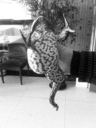 牛蛙爆料畸形视频大全,大自然警示录