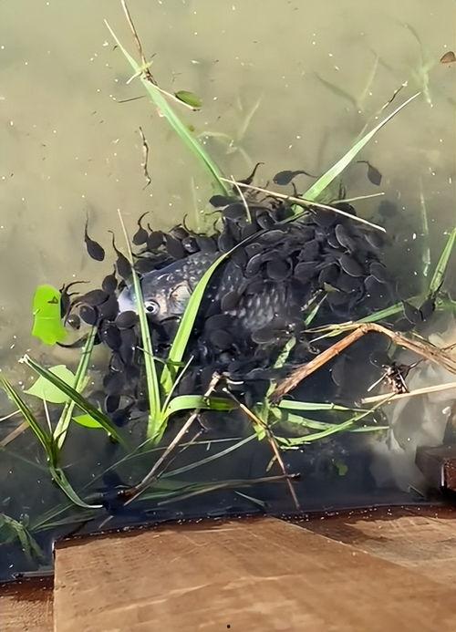 蝌蚪免费视频在线观看,蝌蚪免费视频,畅享无限学习之旅 第2张 蝌蚪免费视频在线观看,蝌蚪免费视频,畅享无限学习之旅 第2张