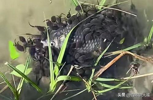 蝌蚪免费视频在线观看,蝌蚪免费视频,畅享无限学习之旅 第3张 蝌蚪免费视频在线观看,蝌蚪免费视频,畅享无限学习之旅 第3张