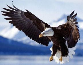 上帝之鹰爆料视频大全,视频大全背后的真相与内幕 第2张 上帝之鹰爆料视频大全,视频大全背后的真相与内幕 第2张