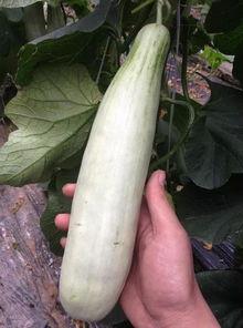 微信免费吃网红的瓜最新,揭秘微信新潮流！