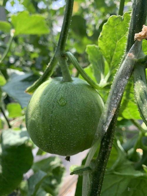 喜欢吃瓜娱乐圈做什么,娱乐圈的甜蜜诱惑与麻辣点评 第2张 喜欢吃瓜娱乐圈做什么,娱乐圈的甜蜜诱惑与麻辣点评 第2张