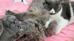 胖猫爆料者整理视频,视频内容深度解析