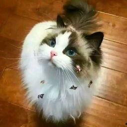 胖猫爆料者整理视频,视频内容深度解析 第2张 胖猫爆料者整理视频,视频内容深度解析 第2张