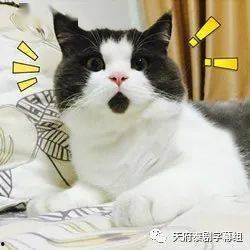 胖猫爆料者整理视频,视频内容深度解析 第3张 胖猫爆料者整理视频,视频内容深度解析 第3张