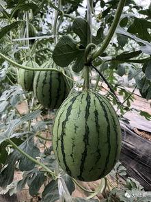 长沙网红吃瓜,揭秘城市美食新潮流 第3张 长沙网红吃瓜,揭秘城市美食新潮流 第3张