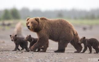 熊崽在线观看,萌宠成长记 第3张 熊崽在线观看,萌宠成长记 第3张