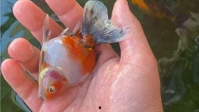 金鱼爆料视频大全最新版,最新版精彩内容大盘点 第2张 金鱼爆料视频大全最新版,最新版精彩内容大盘点 第2张