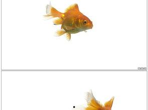 金鱼爆料视频大全最新版,最新版精彩内容大盘点 第3张 金鱼爆料视频大全最新版,最新版精彩内容大盘点 第3张