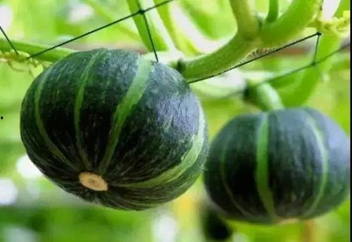 求个网红吃瓜网站名称,揭秘娱乐圈幕后真相，带你领略网络红人生态