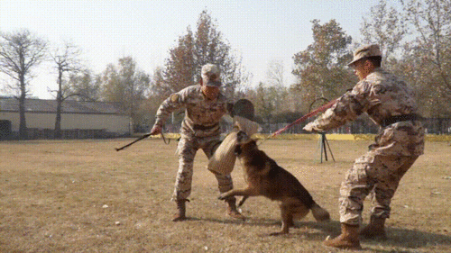 汪汪总队在线观看 第2张 汪汪总队在线观看 第2张